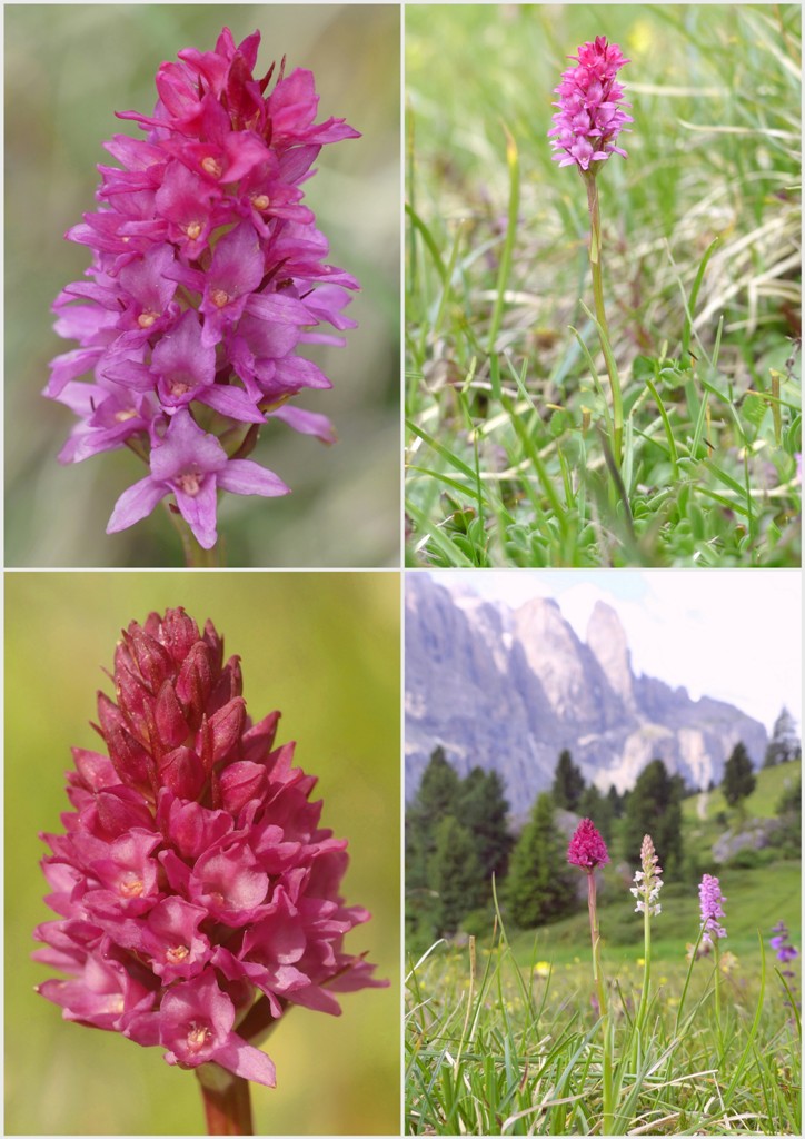 Variabilit morfologica in alcuni ibridi del genere Gymnadenia (Nigritella).